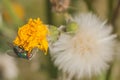 Green Bottle Fly on Dandelion