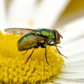 Green bottle fly feeds and relax on a white daisy after a long day of flying. Colourful blue blowfly collect nectar and