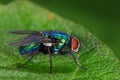 Green bottle-fly (Lucilia) Royalty Free Stock Photo