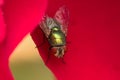 Green bottle fly macro Royalty Free Stock Photo