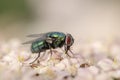 Green Bottle Fly Phaenicia sericata on Achillea Royalty Free Stock Photo