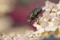 Green Bottle Fly Phaenicia sericata Royalty Free Stock Photo