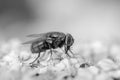 Green Bottle Fly Phaenicia sericata on Achillea millefollium Royalty Free Stock Photo