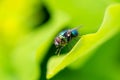 Green bottle fly with pollen on its body, texture macro, insect sitting on a leaf, detailed picture of eyes, wings and bristle Royalty Free Stock Photo