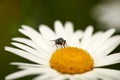 A green bottle fly pollinating a daisy on a summer day. Closeup detail of a blowfly sitting on a flower and feeding