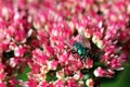 Green bottle fly on Sedum flowers