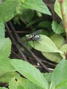 Green bottle flies & x28;Lucilia sericata meigen& x29; have a short lifespan, they can be produced in large numbers