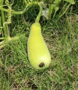 Green bottle gourd Royalty Free Stock Photo