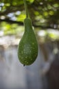 A green bottle gourd hanging from a vine with a blurred background Royalty Free Stock Photo