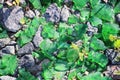 Green bottle shards lying on the pavement. Royalty Free Stock Photo