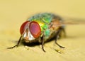 Green Bottlefly Royalty Free Stock Photo