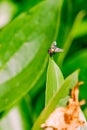 Green bottlefly Royalty Free Stock Photo