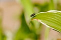 Green bottlefly Royalty Free Stock Photo