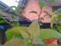 green bougainvillea leaf buds