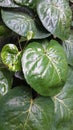 Green bowl leaves look dazzled by the light and neatly arranged