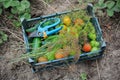 Green box lying on ground with fresh tomatoes, zucchini, dill and cucumbers Royalty Free Stock Photo