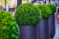 Box-tree bushes placed in dark grey cobbles