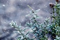 Green boxwood branches in the garden in winter during a snowfall