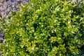 Green boxwood bush. Evergreen hedge. Deractive fence. Ornamental garden plant. Close-up. Copy space. Background. Gardening details