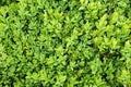 Green boxwood texture with branches and leaves