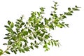 Green boxwood twig on a white background. Royalty Free Stock Photo