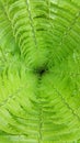 Green bracken plant background, close-up Royalty Free Stock Photo