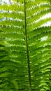 Green bracken plant background, close-up Royalty Free Stock Photo