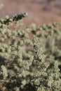 ATRIPLEX CANESCENS FRUIT - JOSHUA TREE NP - 072620 D