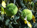 Green Brains hanging on a Hedge Apple Tree