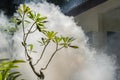 A green branch against a background of heavy smoke. The beginning of the fire in the hotel. Disaster on vacation. an Royalty Free Stock Photo