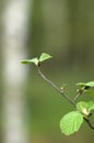 Green branch of alders