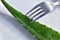 Green branch of aloe vera with dining fork on white porcelain