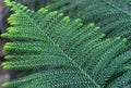 Green branch araucaria columnaris of tropical plants in glasshouse.