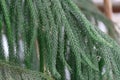 Green branch araucaria columnaris of tropical plants in glasshouse.
