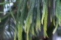 Green branch araucaria columnaris of tropical plants in glasshouse.