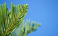 Green Branch of Araucaria heterophylla tree on blue sky background