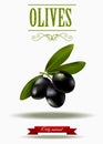 Green branch of black olives, realistic olives, vector illustration, green olive label Royalty Free Stock Photo