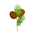 Green Branch of Cedar with Needle-like Leaves and Barrel-shaped Brown Seed Cones Vector Illustration