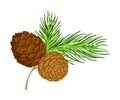 Green Branch of Cedar with Needle-like Leaves and Barrel-shaped Brown Seed Cones Vector Illustration