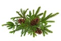 Green branch of Christmas tree with pine cones isolated on white Royalty Free Stock Photo