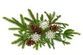 Green branch of Christmas tree with pine cones isolated on white Royalty Free Stock Photo