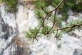 A green branch of a coniferous pine against a gray rock wall