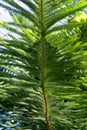 Green branch of a coniferous tree. Araucaria columnaris