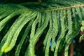 Green branch of a coniferous tree. Araucaria columnaris