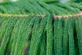 Green branch of a coniferous tree. Araucaria columnaris