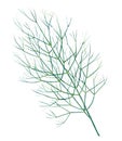 Green branch of dill isolated on white background. Watercolor illustration