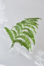 Green branch of fern in a transparent vase on a light background. leaf shadow on gray surface. composition aesthetics