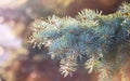 Green branch of fir tree in beautiful evening light. Image of young spruce in forest nature background