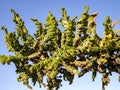 Green branch of Frankincense, Boswellia sacra, Wadi Dawkah, Oman