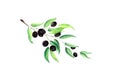 Green branch of fresh olive berrie and green leaves on a white background.